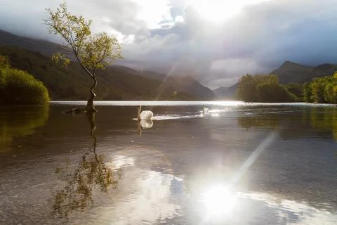 Swans approach the Lonely tree Stock Photos