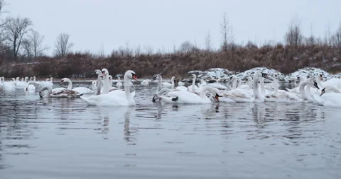 Swans are able to feed in the middle of winter in an open area of a frozen lake Stock Footage 148244501