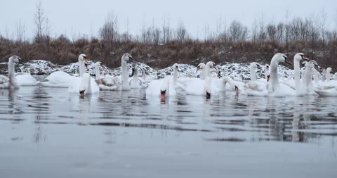 Swans are able to feed in the middle of winter in an open area of a frozen lake  Video stock 148244592