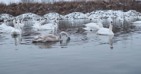 Swans are able to feed in the middle of winter in an open area of a frozen lake  Video stock 148244618