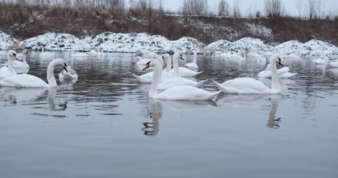 Swans are able to feed in the middle of winter in an open area of a frozen lake  Video stock 148244655