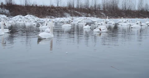 Swans are able to feed in the middle of winter in an open area of a frozen lake  Stock Footage 148244714