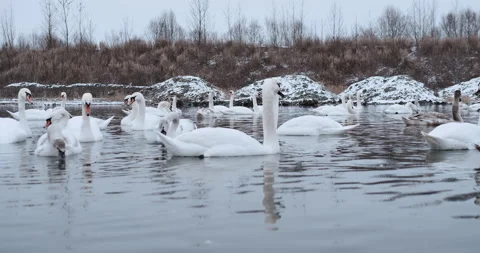 Swans are able to feed in the middle of winter in an open area of a frozen lake  Video stock 148244740
