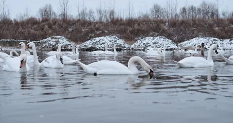 Swans are able to feed in the middle of winter in an open area of a frozen lake  Video stock 148244812