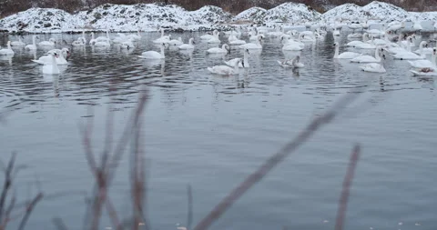Swans are able to feed in the middle of winter in an open area of a frozen lake  Video stock 148244831