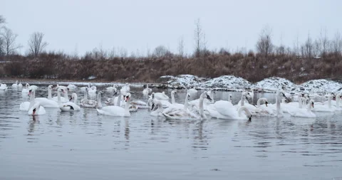 Swans are able to feed in the middle of winter in an open area of a frozen lake  Video stock 148244858