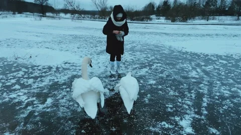 Swans are not afraid of humans Stock Footage 234300947