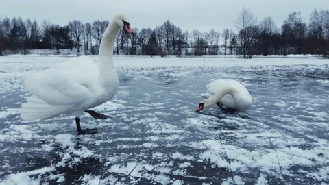 Swans are not afraid of people Stock Footage 234309944