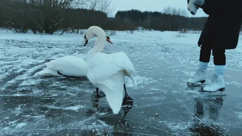 Swans are not afraid of winter Video stock 234300762