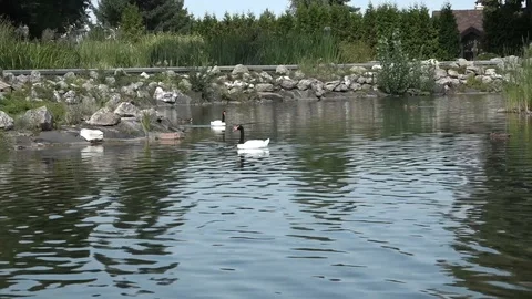 Swans are swimming Video stock 100065516