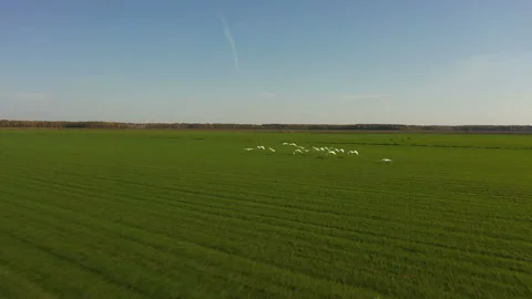 Swans are taking off. Swans fly over field. A flock of swans flies low over a Stock Footage 270827697
