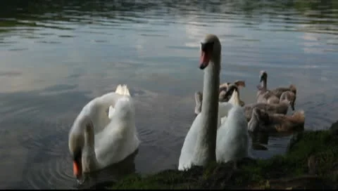 Swans are threatening Vídeo Stock 11356740