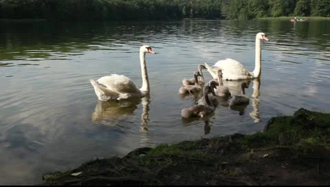 Swans are threatening Vídeo Stock 11356859