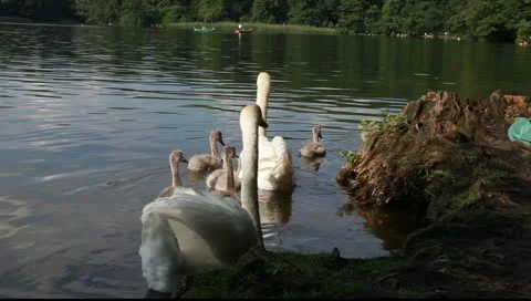 Swans are threatening Vídeo Stock 11356863