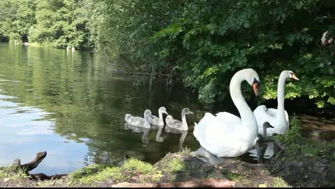 Swans are threatening Vídeo Stock 11356867