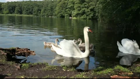 Swans are threatening Vídeo Stock 11356869