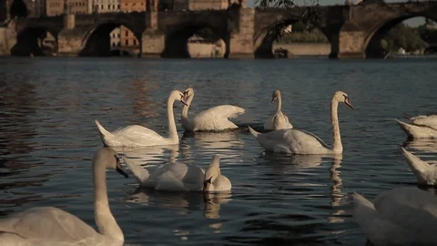 Swans on the background of the Charles Bridge in Prague Stock Footage 90242333