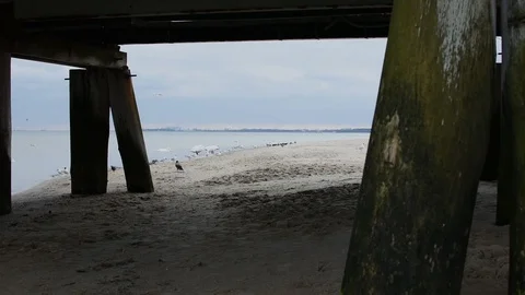 Swans on the Baltic Sea Video stock 105020086
