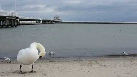 Swans on the Baltic Sea Video stock 105022004