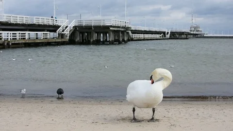 Swans on the Baltic Sea 스톡 동영상 105022106