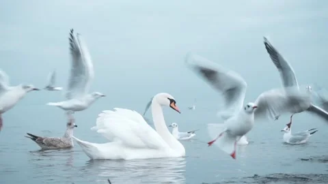 Swans on the Baltic Sea Stock Footage 123590661