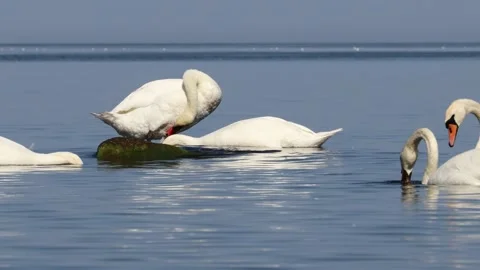 Swans on the Baltic Sea. Stock Footage 206136948