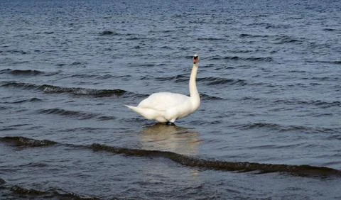 Swans on the Baltic sea Stock Photos