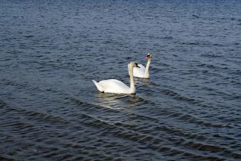 Swans on the Baltic sea Stock Photos