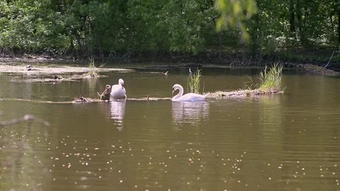 Swans bask on a log in the river. Pair of white beautiful swans on the lake. Video stock 223378554