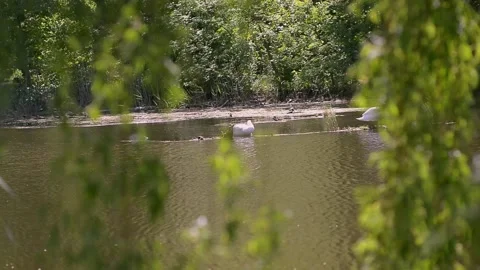 Swans bask on a log in the river. Pair of white beautiful swans on the lake. Stock Footage 223378665