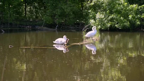 Swans bask on a log in the river. Pair of white beautiful swans on the lake. Video stock 223378680