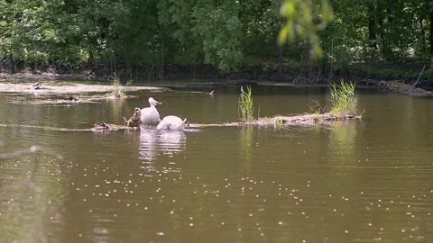 Swans bask on a log in the river. Pair of white beautiful swans on the lake. Video stock 223378710