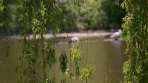 Swans bask on a log in the river. Pair of white beautiful swans on the lake. Video stock 223378712