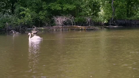 Swans bask on a log in the river. Pair of white beautiful swans on the lake. Video stock 223378713