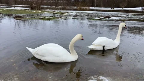 Swans bathe Video stock 228902808