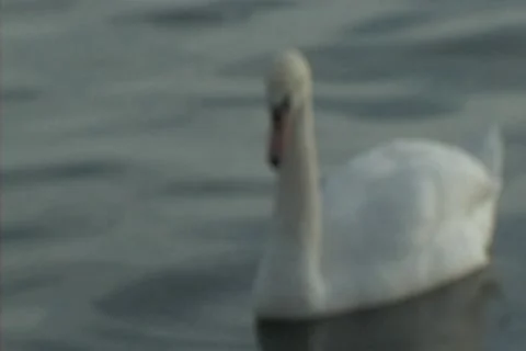 Swans in Bay Stock Footage 8540426