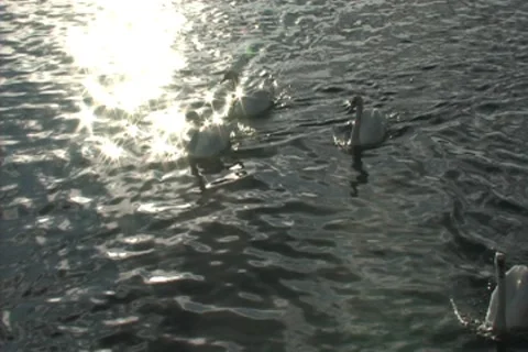 Swans in Bay Stock Footage 8540428