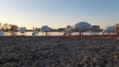 Swans Beach Lake Video Video stock 265028124