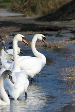 Swans on the beach Stock Photos