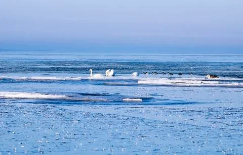 Swans between ice floes Stock Photos