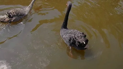 Swans, black swans Stock Footage 76046178