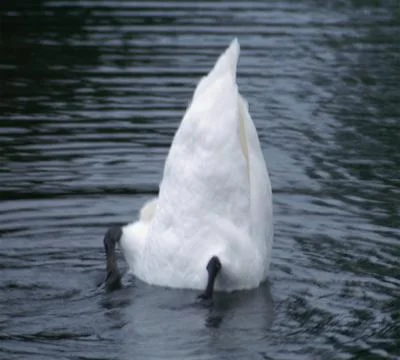 Swan's bottom up Stock Photos