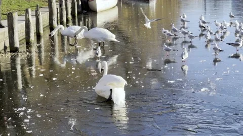 Swans breaking through winter ice trying to get bread at Landwehrkanal Berlin Vídeos de archivo 167760738
