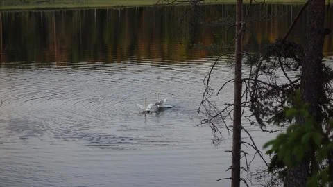 Swans breeding behavior Stock Photos
