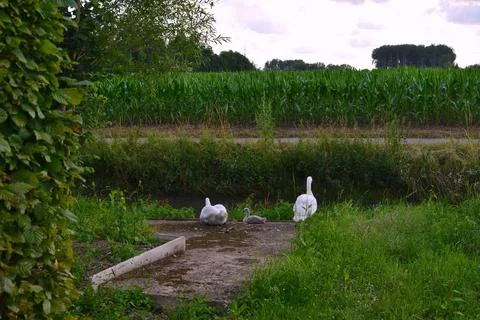 Swans on a brook in spring Stock Photos
