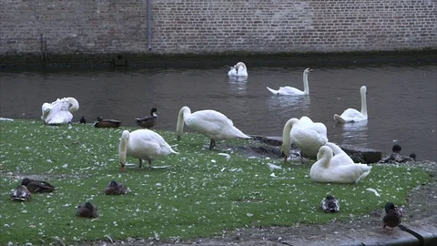 Swans in Bruges Stock Footage 91248826