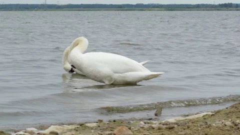 Swans brush feathers 库存影片 120832352