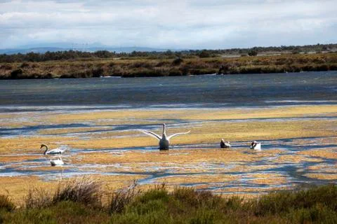 Swans in the camarge Stock Photos