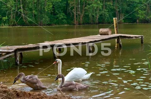 Swans came on shore, the swans on the lake with a bridge Stock Photos