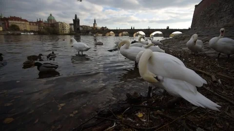 Swans with Charles bridge in the background Stock Footage 82944292